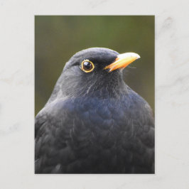 Postal Bonito Blackbird