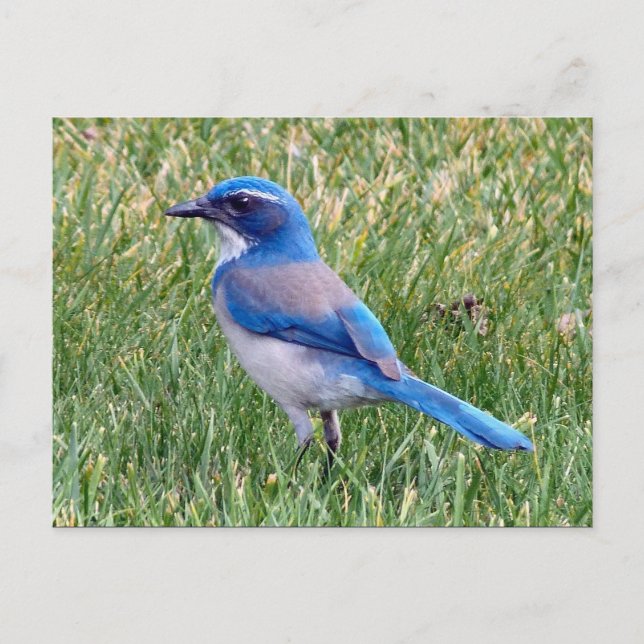 Postal Bonito Blue Scrub Jay Bird Photo (Anverso)