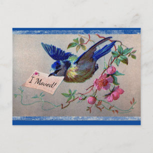 Postal Bonito Bluebird I Moved Postcard
