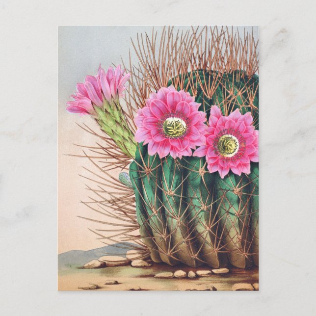 Postal bonito cactus (Anverso)