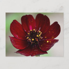 Postal Bonito chocolate Cosmos Flor