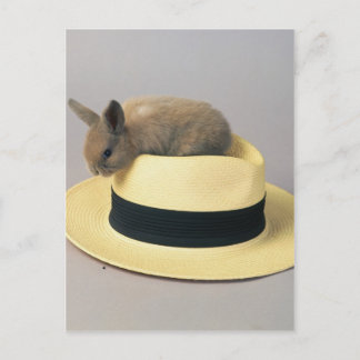 Postal Bonito conejo en un Gorra 71