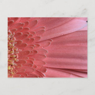 Postal Bonito Coral Pink Gerbera Daisy