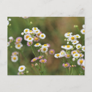 Postal Bonito Daisy