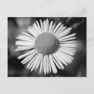 Postal Bonito Daisy
