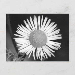Postal Bonito Daisy