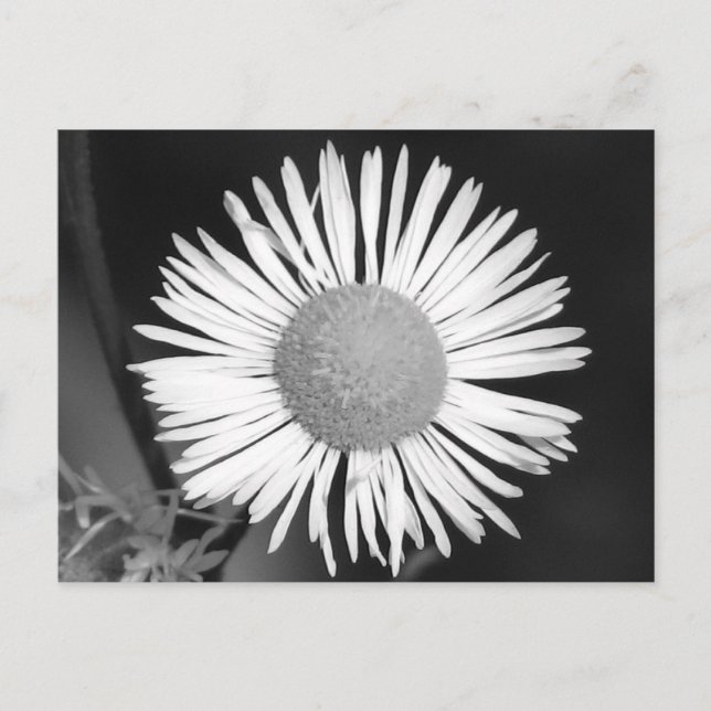Postal Bonito Daisy (Anverso)
