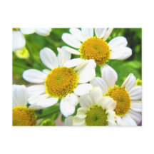 Bonito El pequeño Daisy de Césped florece al sol