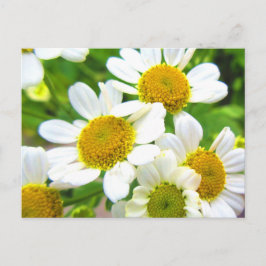 Postal Bonito El pequeño Daisy de Césped florece al sol