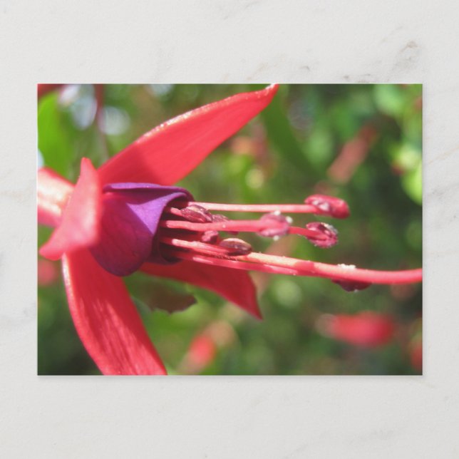 Postal Bonito en rosa. (Anverso)