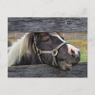 Postal Bonito Face Donkey