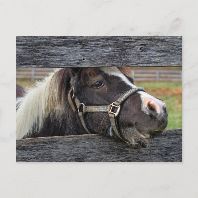 Postal Bonito Face Donkey (Anverso)