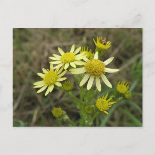 Postal Bonito Flores silvestres amarillas Postcard