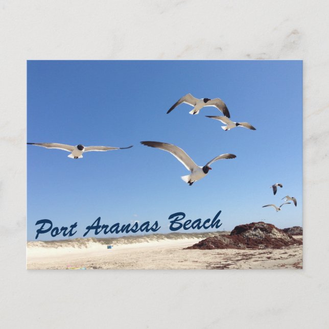 Postal Bonito fotográfica de Gaviota Port Aransas Beach (Anverso)
