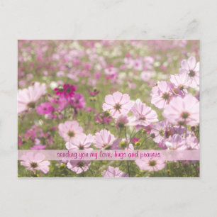 Postal Bonito Fuchsia Rosa Cosmos Flower Field Sunlight