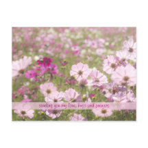 Bonito Fuchsia Rosa Cosmos Flower Field Sunlight