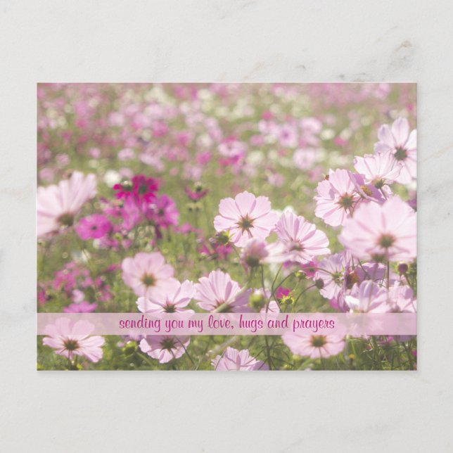Postal Bonito Fuchsia Rosa Cosmos Flower Field Sunlight (Anverso)