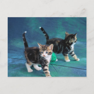Postal Bonito gatito 61