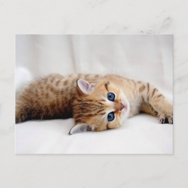 Postal Bonito gatito de tabby naranja con ojos azules (Anverso)