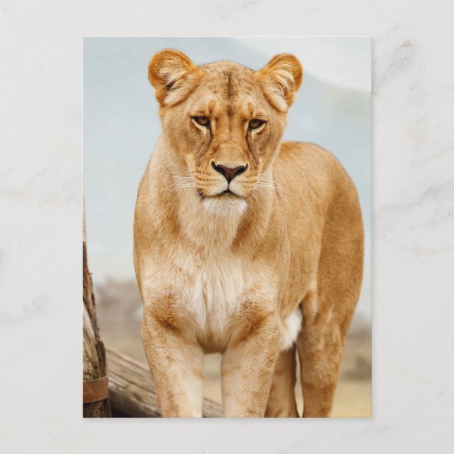 Postal bonito grande (Anverso)