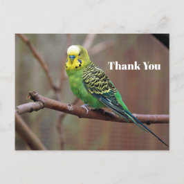 Postal Bonito Green Parakeet Photo