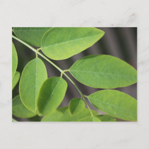 Postal Bonito hojas de árbol de ceniza verde fresco de ve