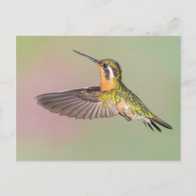 Postal Bonito Hummingbird Flying (Anverso)