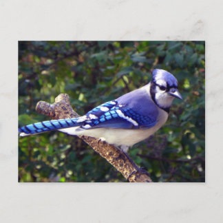 Postal Bonito Jay Azul