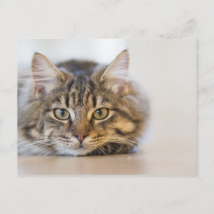 Postal Bonito Kitty mirándote