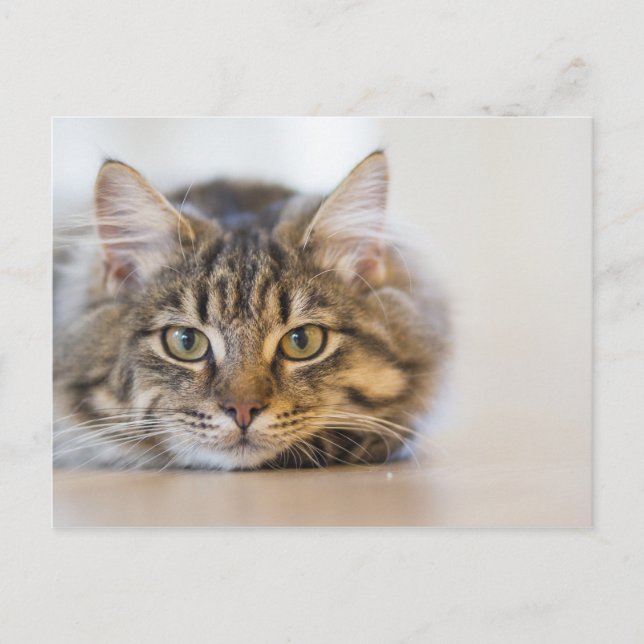 Postal Bonito Kitty mirándote (Anverso)