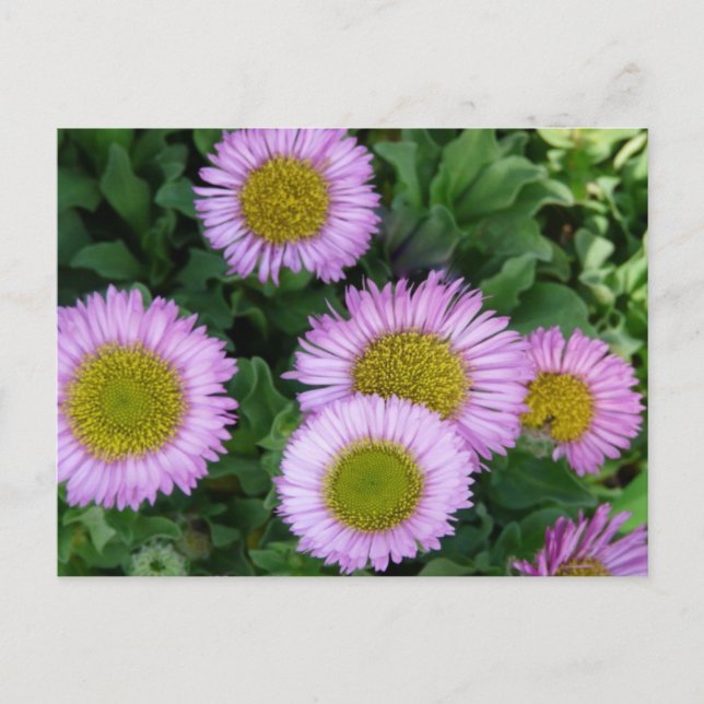 Postal Bonito Lavender Erigeron Flowers (Anverso)