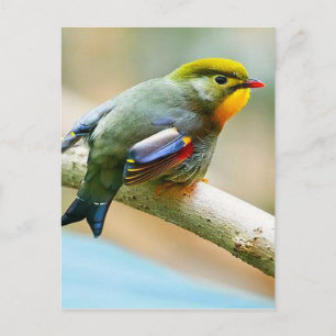 Postal Bonito Little Bird
