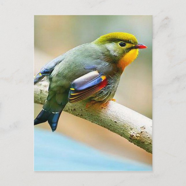 Postal Bonito Little Bird (Anverso)