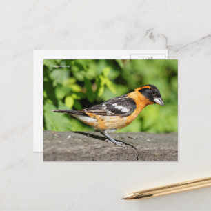 Postal Bonito pájaro Grosbeak de cabeza negra