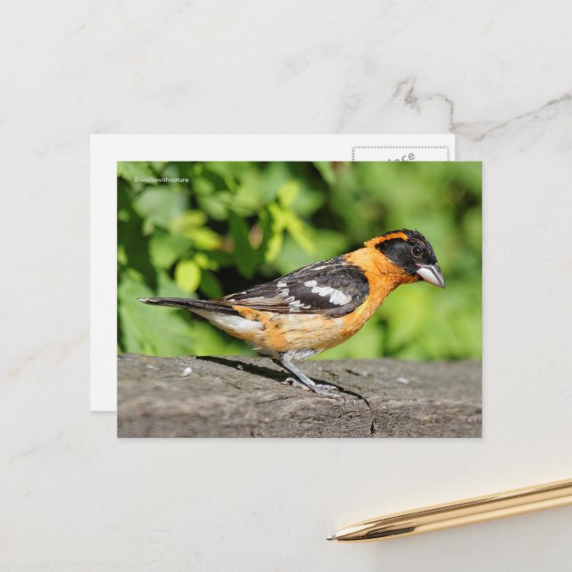 Postal Bonito pájaro Grosbeak de cabeza negra (Anverso/Reverso In Situ)