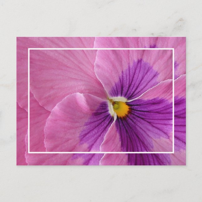 Postal Bonito Pansie Postcard (Anverso)