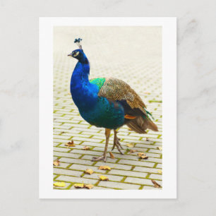 Postal Bonito pavo real
