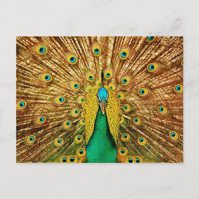 Postal Bonito Peacock (Anverso)