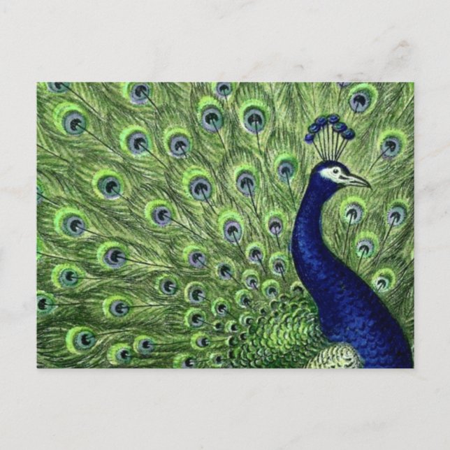 Postal Bonito Peacock (Anverso)