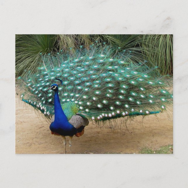 Postal Bonito Peacock (Anverso)