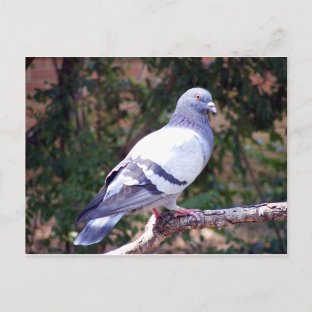 Postal Bonito Pigeon (Anverso)