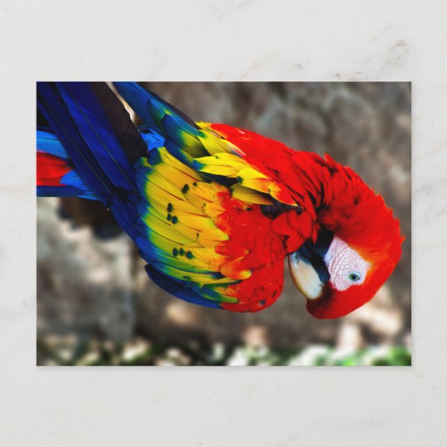 Postal Bonito Polly Parrot (Anverso)