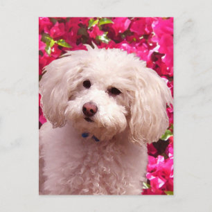 Postal Bonito Poodle