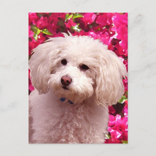 Postal Bonito Poodle (Anverso)