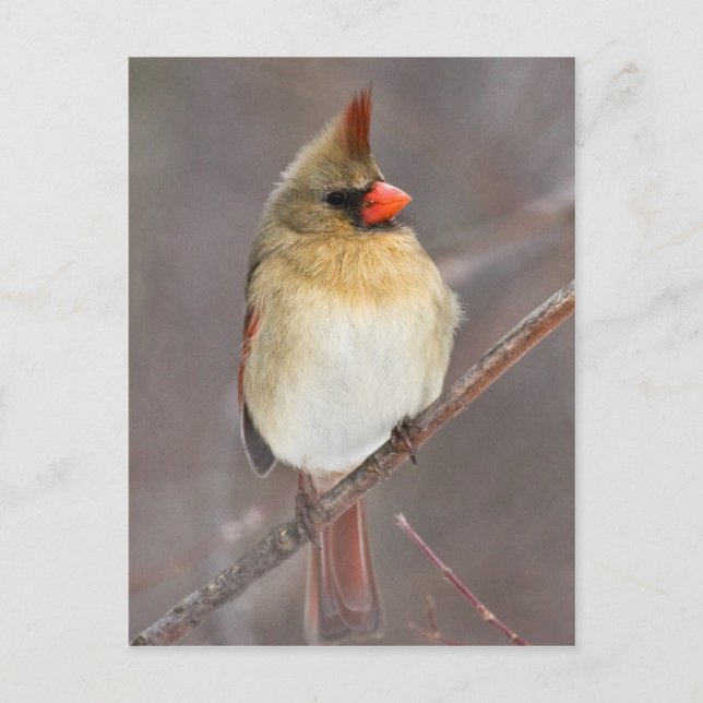 Postal Bonito Pose (Anverso)