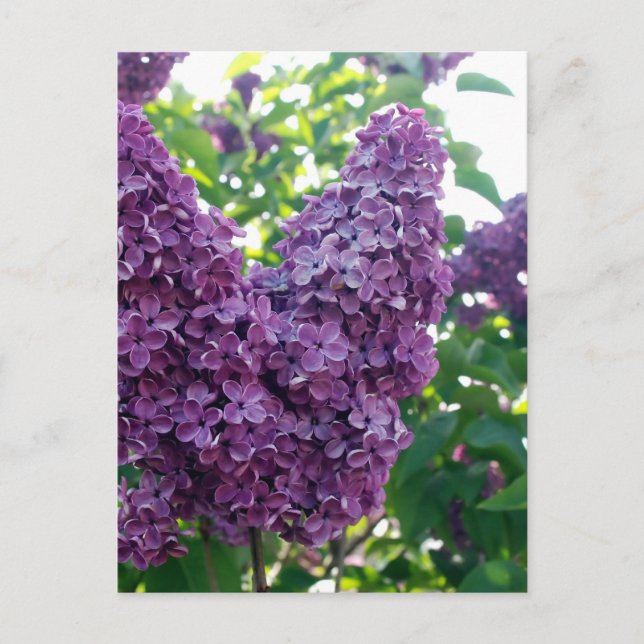 Postal Bonito Purple Lilacs (Anverso)