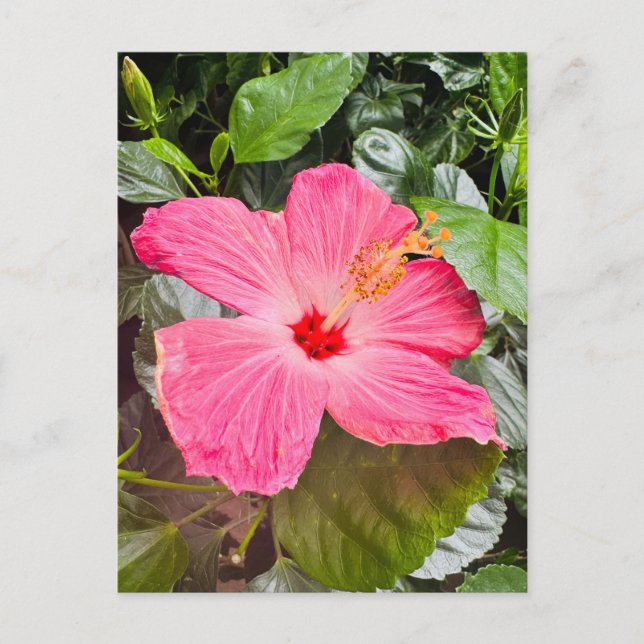 Postal Bonito Rosa Hibiscus (Anverso)