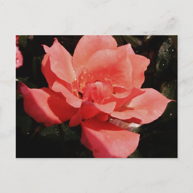 Postal Bonito Rosa Rosa Rosa floral (Anverso)
