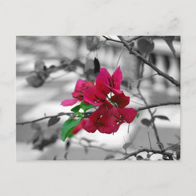 Postal Bonito rosado (Anverso)