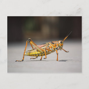 Postal Bonito saltamontes coloridos en el primer plano